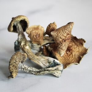 Buy dried Magic Mushrooms online near me San Diego CA