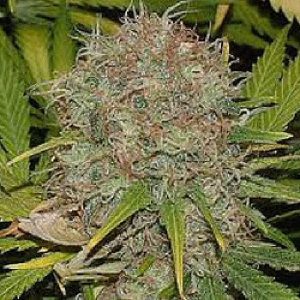 Cannabis for sale online California USA