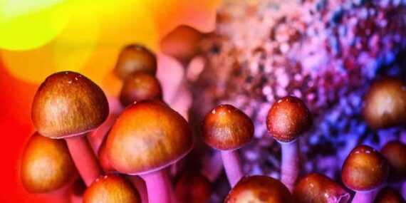 psychedelic mushroom delivery in los angeles